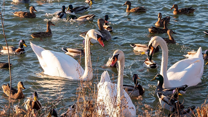 Swans, Ducks, River, Waterbirds, Waterfowls, Nature, water, pond, beak, swan, animals in the wild