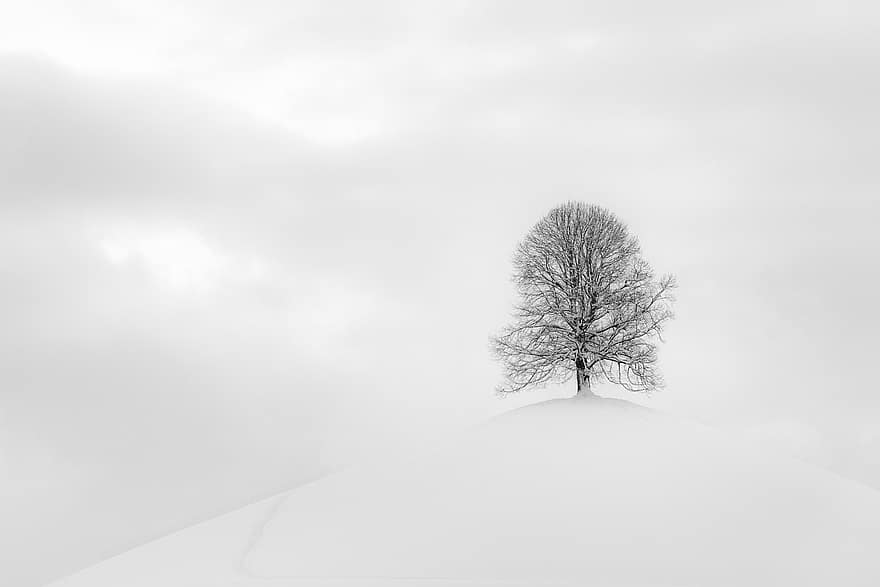 хълм, зима, Черно и бяло, дърво, неприветлив, сняг, скреж, студ, зимна магия, пейзаж, природа