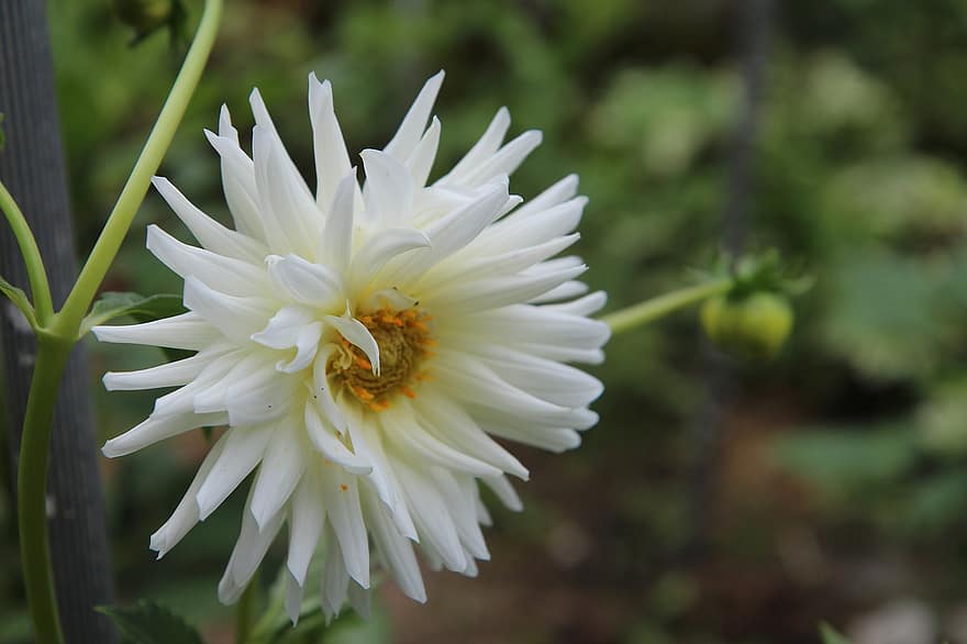 Dahlia, Flower, Plant, White Flower, Petals, Bloom, Garden, Nature