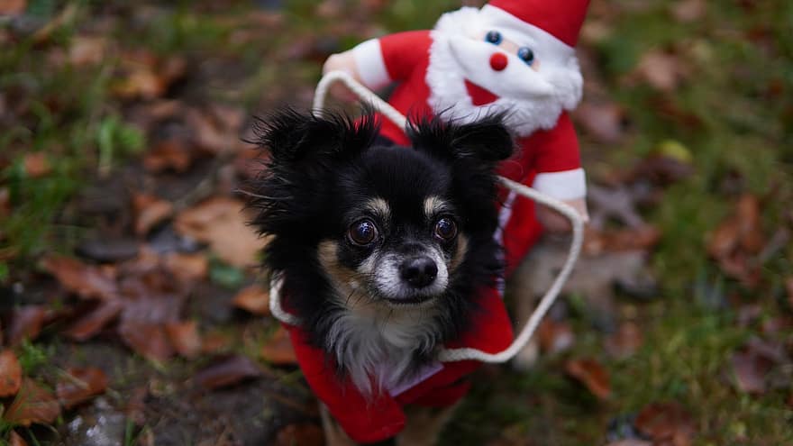 Чихуахуа, куче, Коледен костюм, домашен любимец, животно, малко куче, кучешки, бозайник, Дядо Коледа, Коледа, сладък