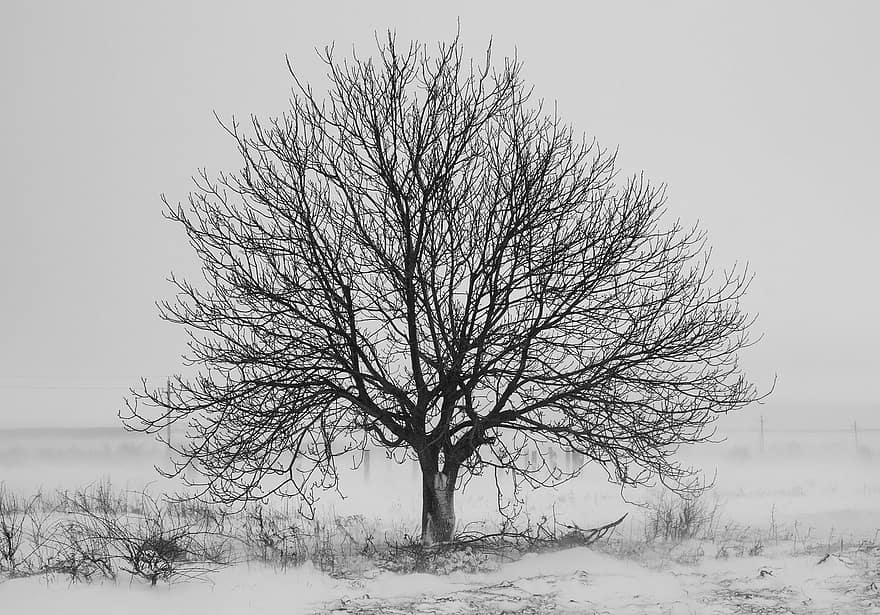 träd, snö, svartvitt, vinter-, natur, landskap, kall, vit, snöig, frost, januari