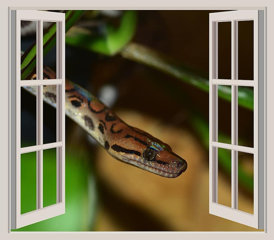 Snake, Window, Adam And Eve, Background, Plant, Apple