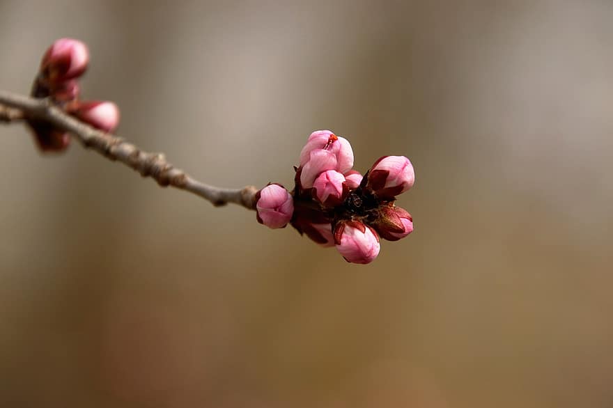 Peach Blossoms, Buds, Tree, Branch, Flowers, Petals, Bloom, Blossom, Spring, Nature, close-up