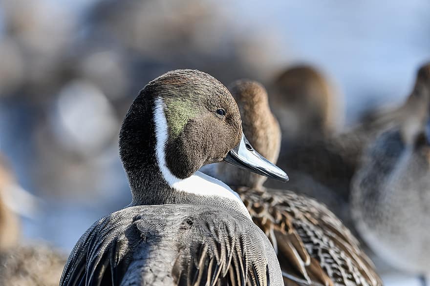 North Pintail, Duck, Bird, Waterfowl, beak, feather, animals in the wild, water bird, close-up, pond, mallard duck