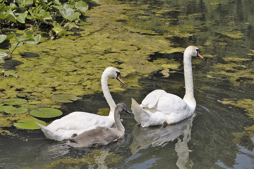 Swans, Birds, Waterfowls, Water Birds, Lake, Swim, Young Swan, Feathers, Plumage, Beaks