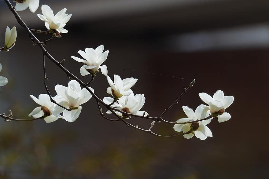 kwiat, magnolia, drzewo, wiosenne kwiaty, biała magnolia, wiosenny krajobraz, Republika Korei, zbliżenie, roślina, liść, Oddział