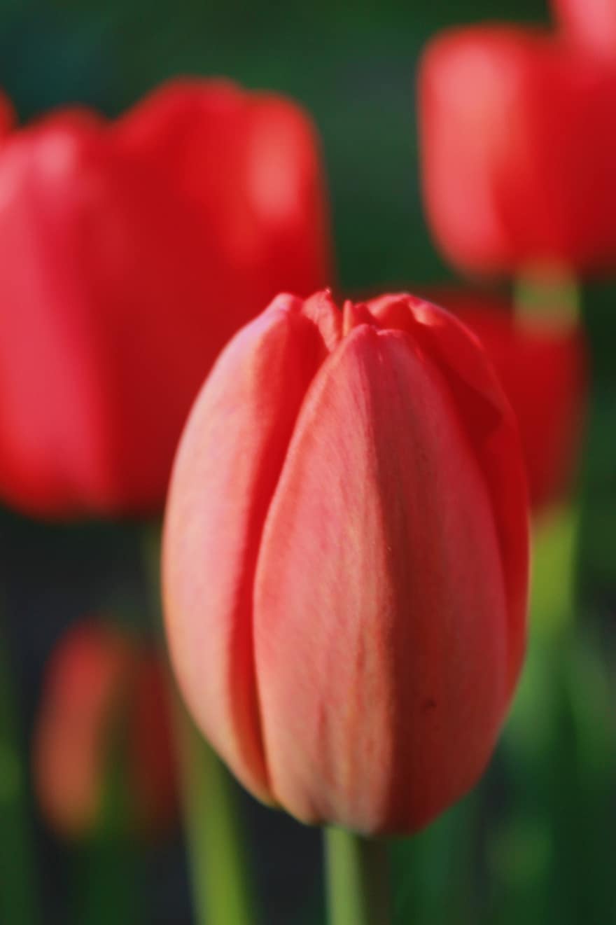tulipány, pupeny, květiny, červené tulipány, červené květy, poupata, kvetoucí rostlina, okrasné rostliny, zahrada