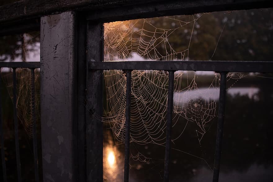 bình minh, mạng nhện, tối, buồn rầu, cầu, đáng sợ, con nhện, cận cảnh, ma quái, sương, rơi vãi