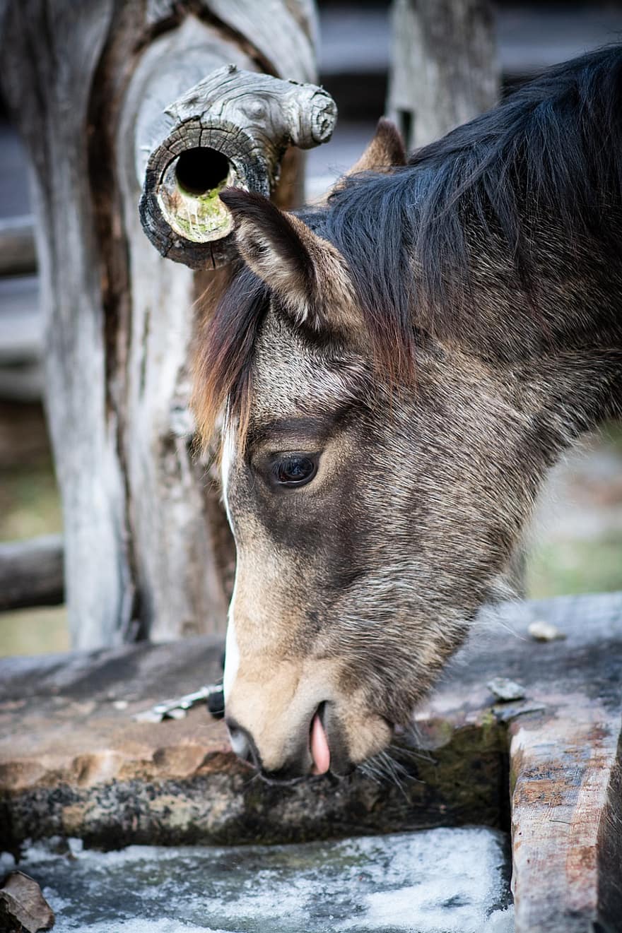 Mule, Animal, Head, Foal, Horse, Pony, Young Animal, Mammal, Equine, Fountain, Winter