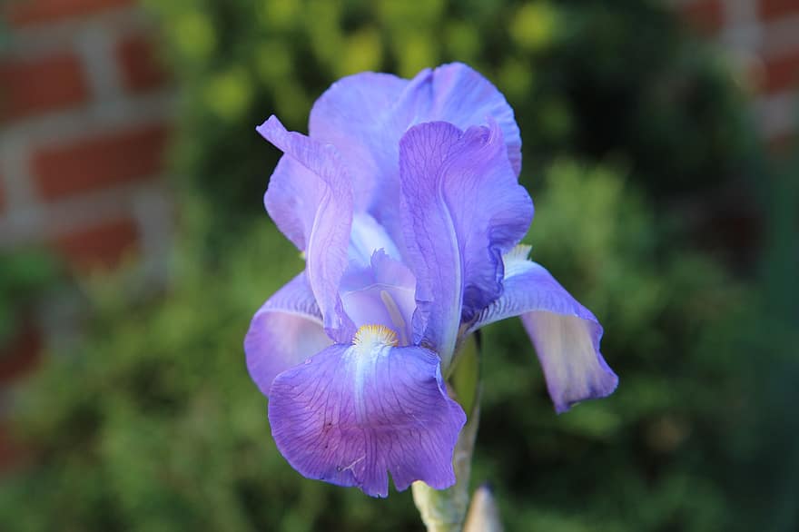 duhovka, modrá iris, modrý květ, okvětní lístky, modré okvětní lístky, květ, flóra, Příroda, zblízka, jediný květ, Single Iris