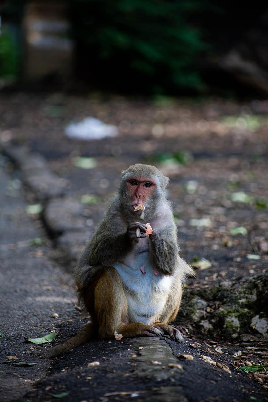 macaque rhésus, singe, animal