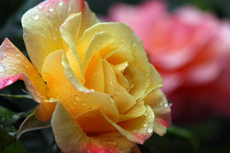 Rose, regndråbe, blomstre, flor, have, skønhed, rose blomst, Rosenbusk, natur, kronblade, romantik
