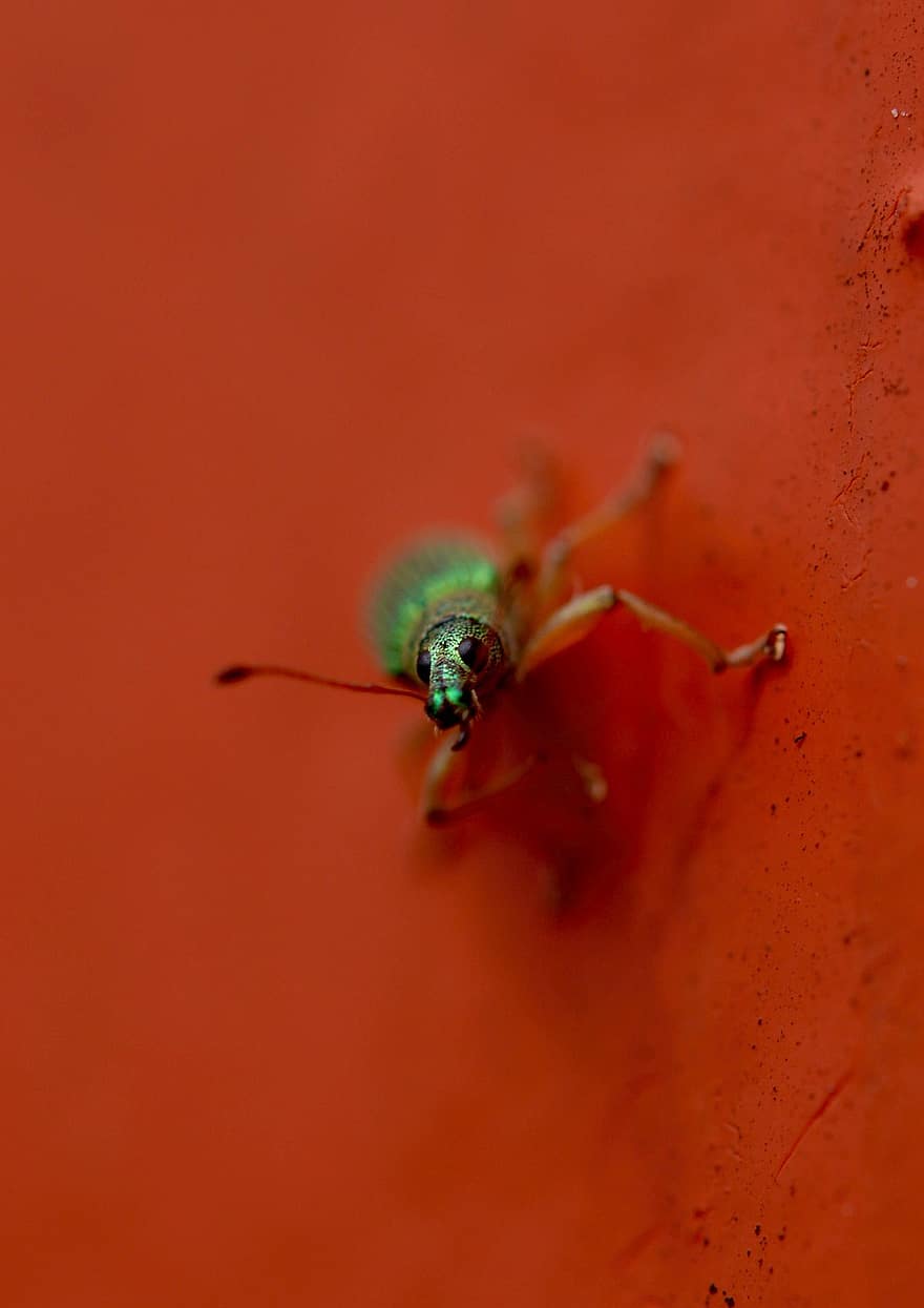 insecto, escarabajo, entomología, especies, macro, de cerca, color verde, amarillo, planta, verano, multi color