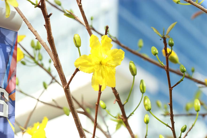 flor de albaricoque, flor amarilla, flor, naturaleza, hoja, de cerca, planta, primavera, rama, amarillo, color verde