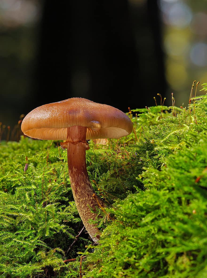 гриб, грибок, мох, лесной гриб, Зонтичный гриб, пластинчатый гриб, съедобный, лес, природа, падать, осень
