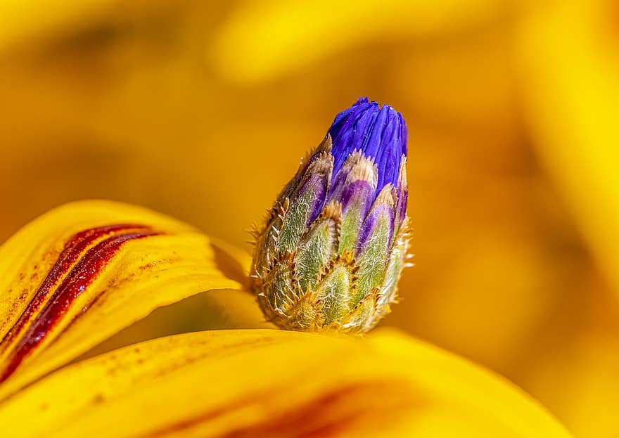 fleur, bleuet, bourgeon, centaurea cyanus, échinacée, Rudbeckia Fulgida Goldstrum, la nature, plante, pétale, en plein air, tête de fleur