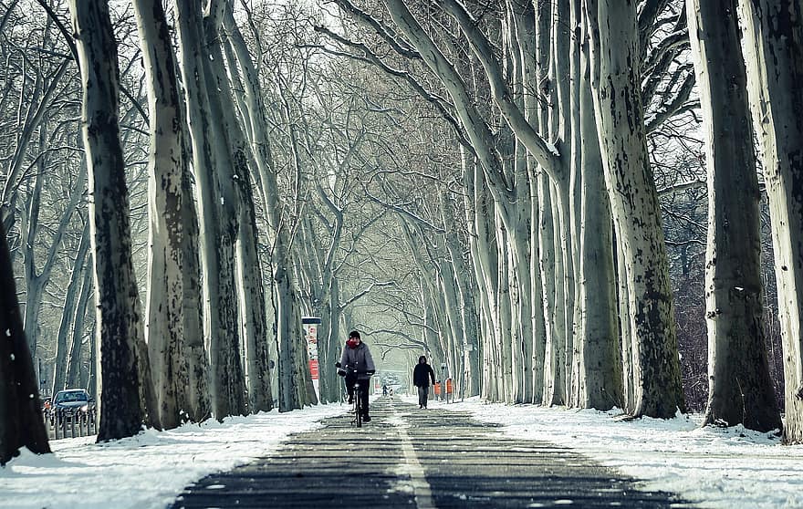 cesta, avenue, stromy, zimní, sníh, město, strom, les, muži, chůze, sezóna