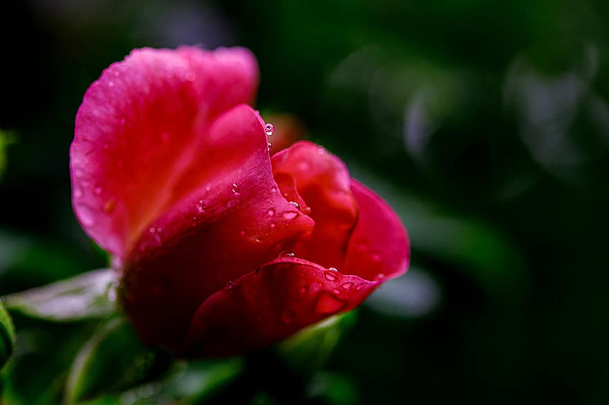 Trandafir, Trandafir roșu, floare, floare rosie, plantă, floră, petale, apă, umed, picături, rouă
