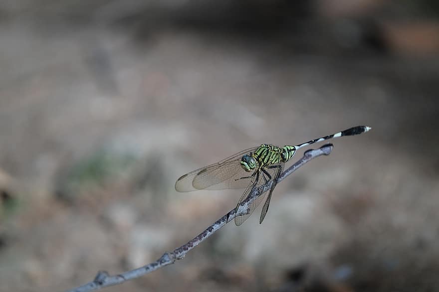Dragonfly, Insect, Twig, Branch, Perched, Wings, Nature