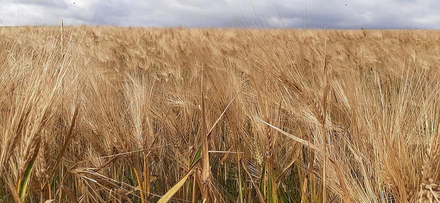 поле, зерновой