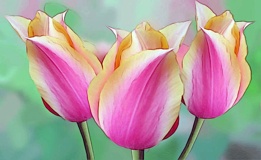 dibuix, tulipes, flors, arranjament, planta