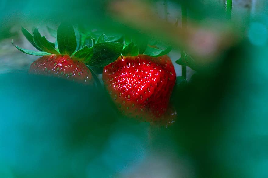 Fruits, Strawberries, freshness, fruit, close-up, leaf, food, strawberry, green color, ripe, healthy eating