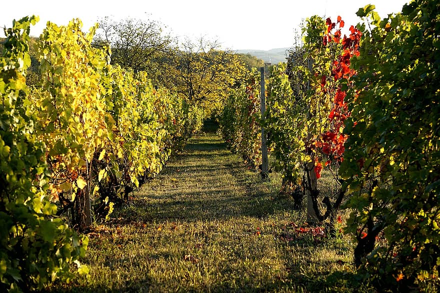 vingård, vindyrking, jordbruk, vinranker, natur