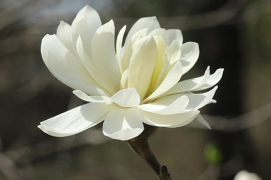 magnolia, hvid blomst, blomstre, forår, natur, tæt på, flora, blomst, plante, kronblad, blomsterhoved