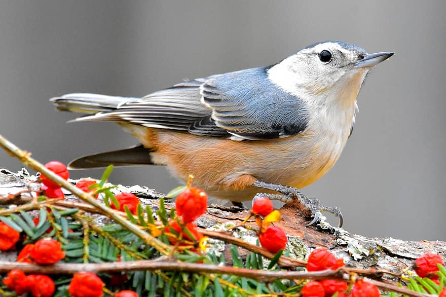 White-breasted Nuthatch, Bird, Branch, Perched, Animal, Songbird, Wildlife, Nature, Closeup, Avian, Berries