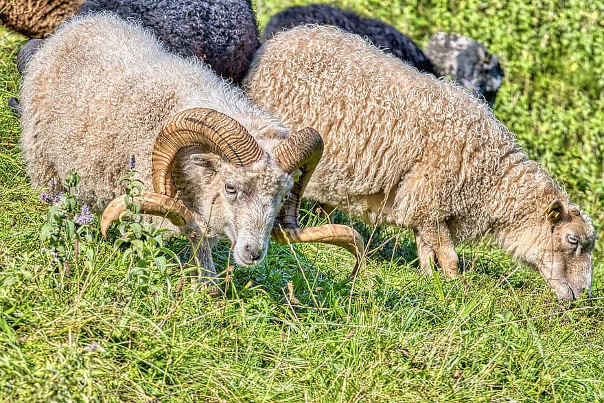 ovelha, RAM, animal, fanfarrão, ovelha macho, ovelha doméstica, ovelha bighorn, lã, ungular, pecuária, mamífero