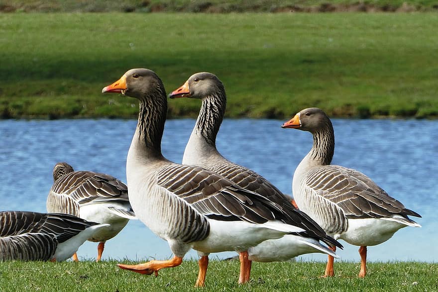 Geese, Birds, Meadow, Waddling, Water Birds, Aquatic Birds, Animal, Feathers, Plumage, Fauna, Nature
