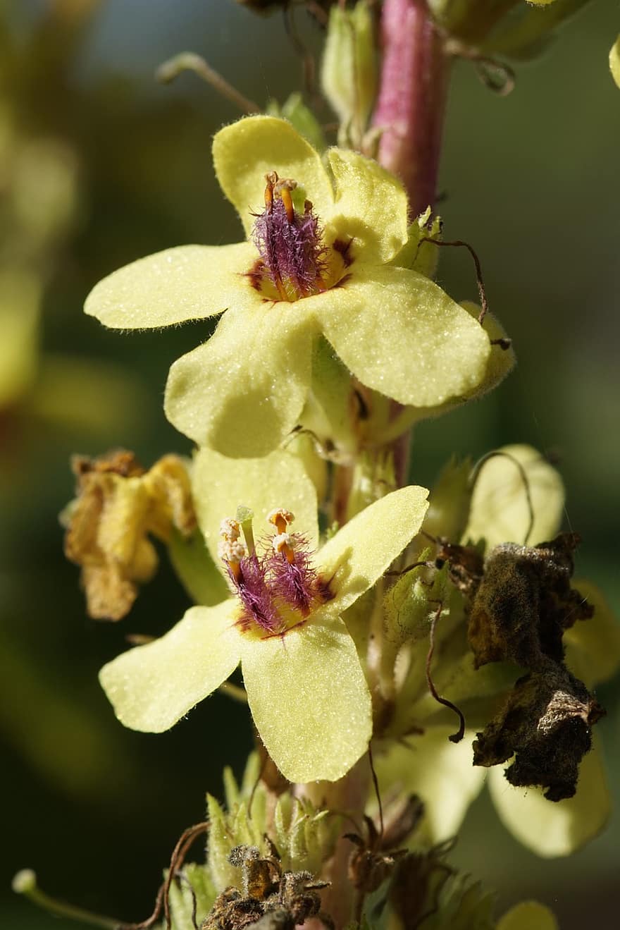 Мотылек коровяк, желтые цветы, норичник, цвести, Verbascum Blattaria, природа