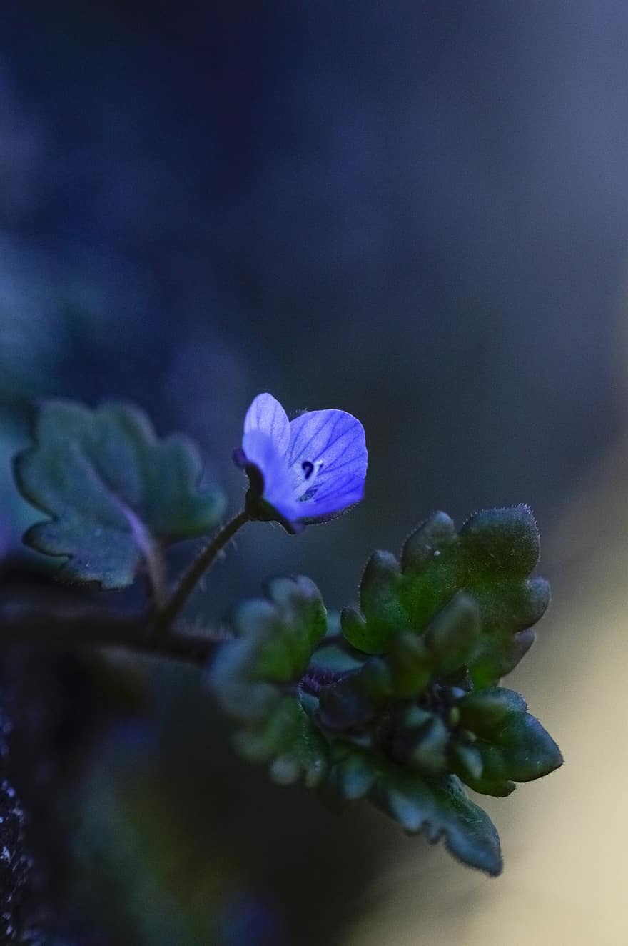 персийска скоростна звезда, цвете, растение, синьо цвете, листенца, разцвет, листа, природа, макро