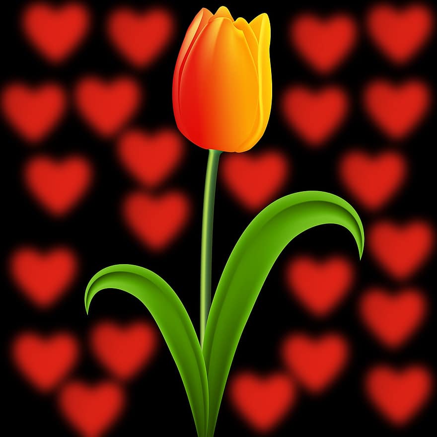 natura, tulipano, pianta, fiore, fiori, cuori, sfondo nero, design