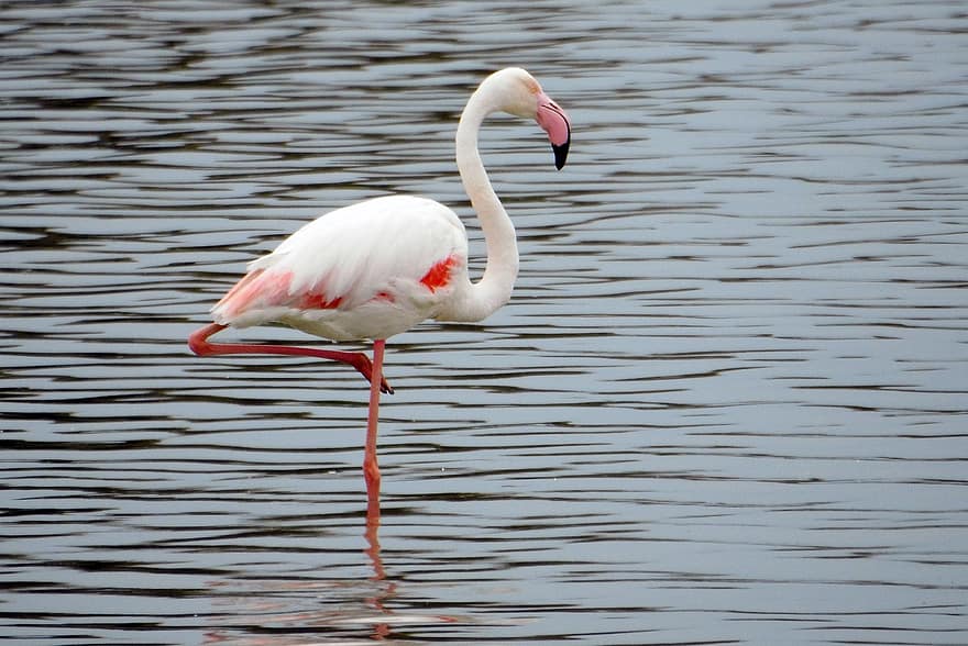 kuş, flamingo, ornitoloji, Türler, fauna, yaban hayatı, hayvan, tüyler, göl, sulak, tüy