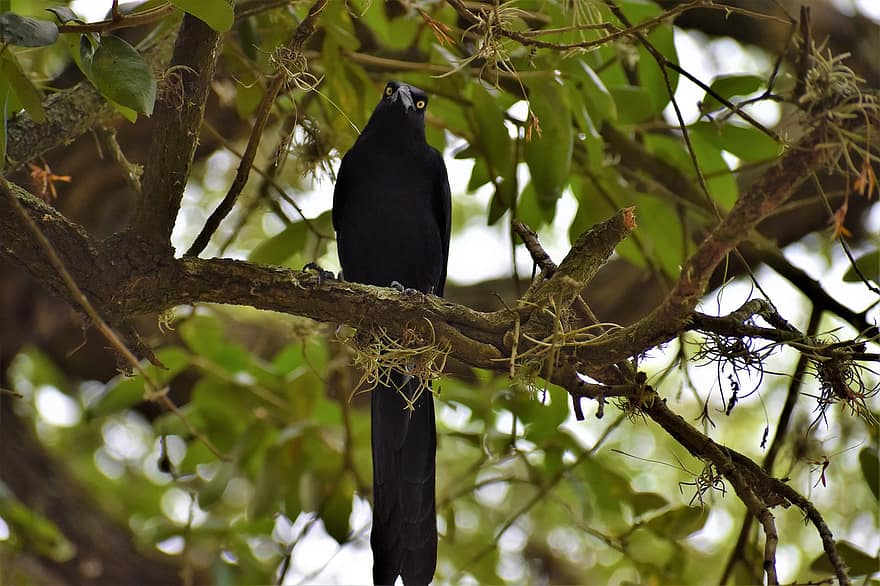 Corvo, uccello nero, corvo, intelligente, piuma, animale, albero, in alto, saggio, pauroso, Morte