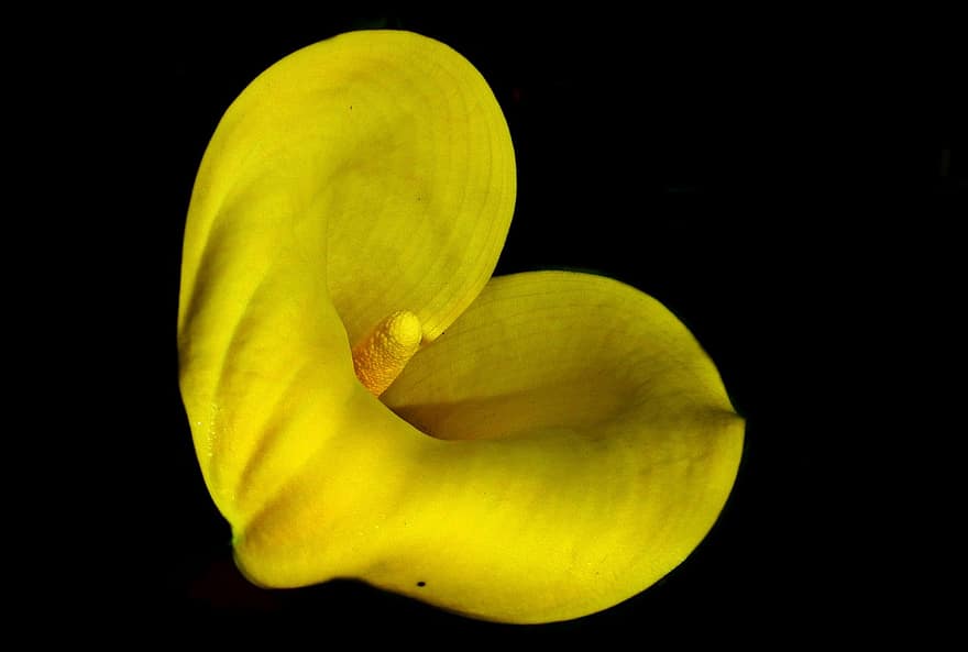 Calla Lily, Flowers, Plant, Petal, Yellow Flower, Bloom, Blossom, Beauty, Garden, Decorative, Summer Blooming