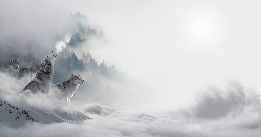 Lobo, Lobos, Lobo da neve, panorama, atmosfera, mundo animal, predador, animal selvagem, neve, pacote, montanhas