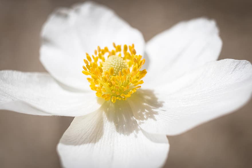 anemone, flor de l'anémona, Anèmona Snowdrop, anemone sylvestris, Anemonoides Sylvestris, fons, florir, flor, botànica, primer pla, flora