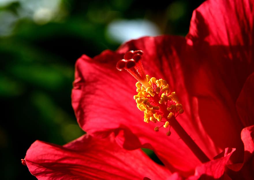 hibiscus, Pistil, flor vermella, flora