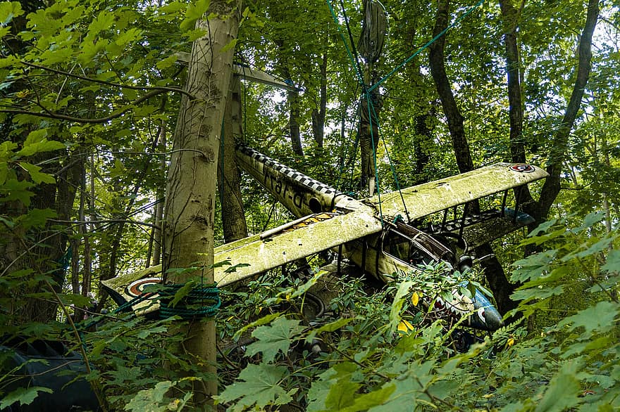 Airplane, Crashed, Forest, Aircraft, Plane, Old, Trees, Woods
