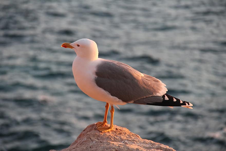 Seagull, Bird, Animal, Gull, Rock, Perched, Plumage, Beak, Sea, Nature, feather