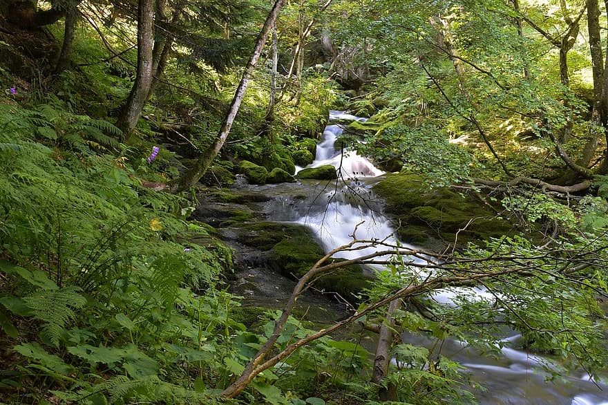 ruisseau, courant, eau qui coule, des arbres, forêt, les bois, mousse, en cascade, la nature, eau, paysage