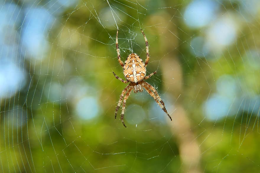 комаха, павук, ентомологія, веб, павутиння, середовище існування, павукоподібні, безхребетних, членистоногих, павутина, впритул
