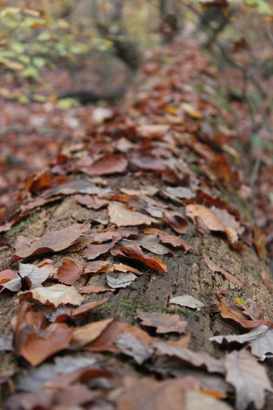 Fall, Foliage, Forest, Nature, Leaves, Tree Trunk