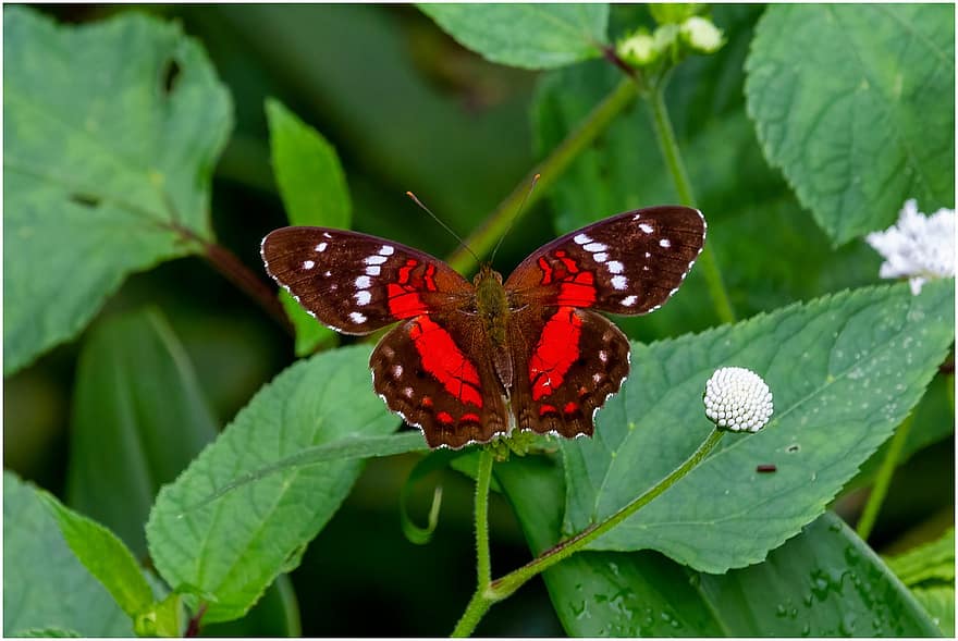 mariposa, marca de metal, insecto, naturaleza, fauna, jardín, rojo