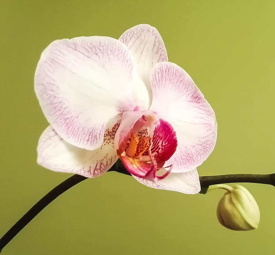 orkide, phalaenopsis, blomma, vit rosa, växt