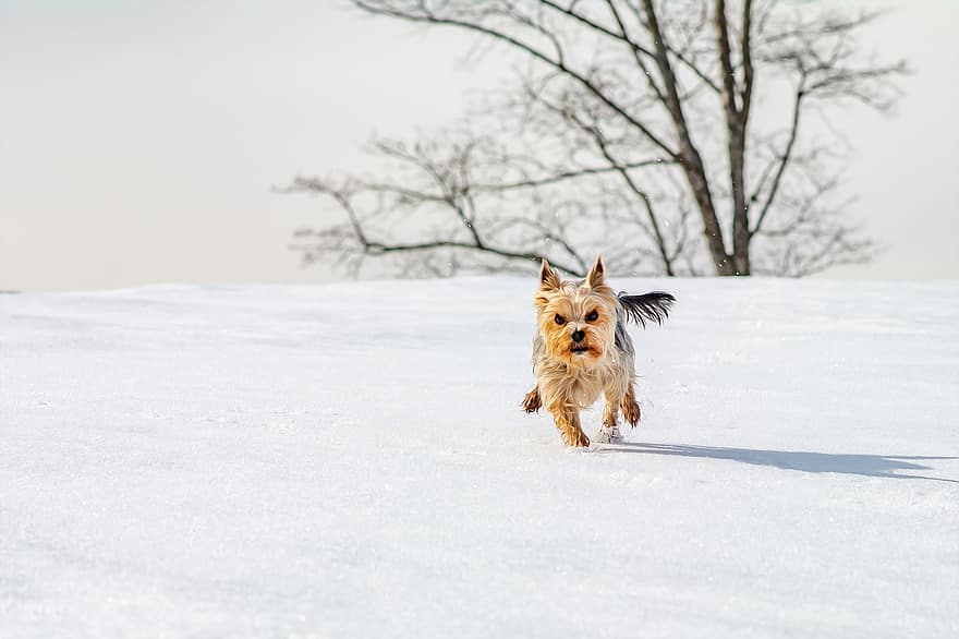 Yorkshire Terrier, Dog, Pet, Canine, Animal, Fur, Snout, Mammal, Dog Portrait, Animal World, Winter