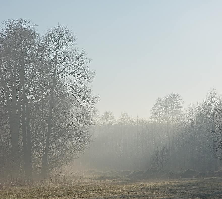 Morning, Nature, Trees, Outdoors, Sunrise, Meadow, Dew, Landscape, tree, forest, winter