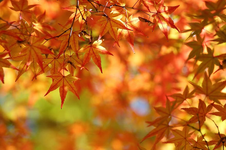 rudenī, koks, raksturs, sezonā, kritums, ārā, lapas, kļava, dzeltens, Kļava, mežs